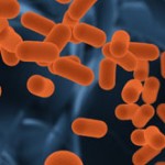 Probiotic Bacteria benefits of yogurt Bacteria