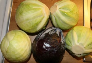 Cabbage heads