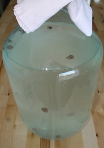 fermented birch sap