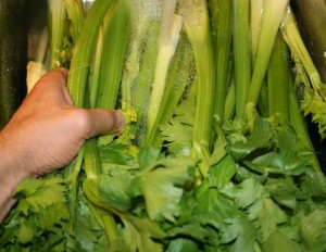 Celery stalks