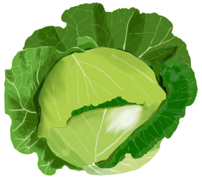 Green cabbage 