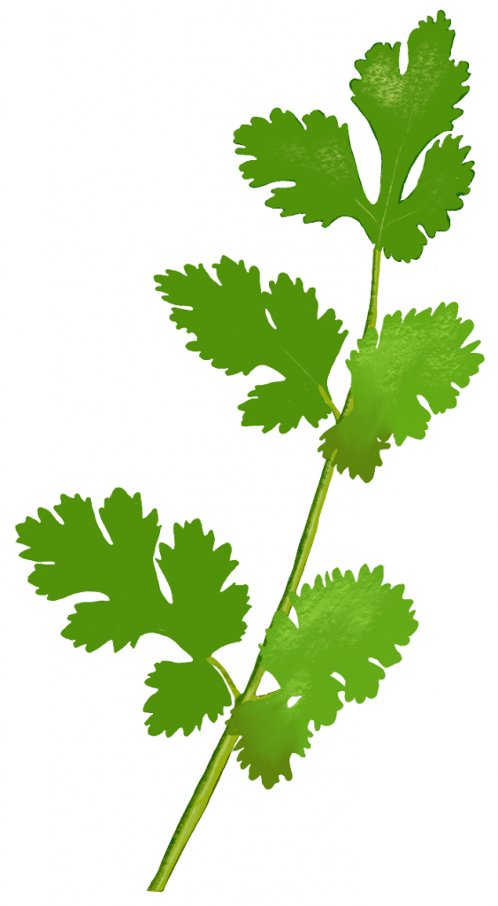 Coriander 