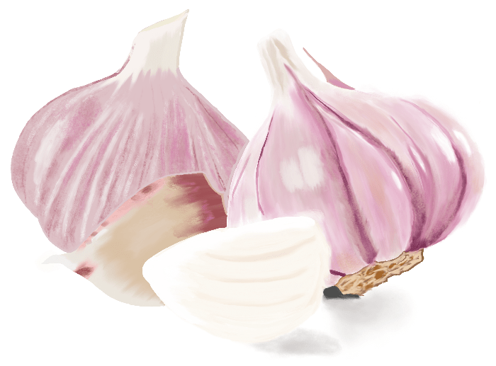 Garlic