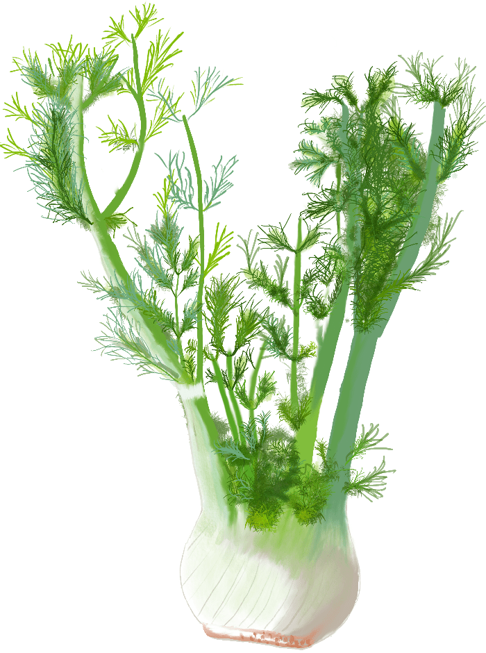 Fennel