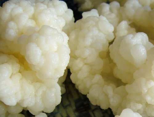 Kefir grains